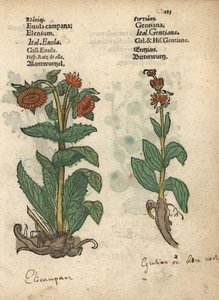 Elecampane, Inula helenium, and gentian species.亚当-隆尼克（Adam Lonicer）的《草药手册》（Krauterbuch，或 Herbal，法兰克福）中的植物插图的手工彩色木刻版画。 作者 未知艺术家