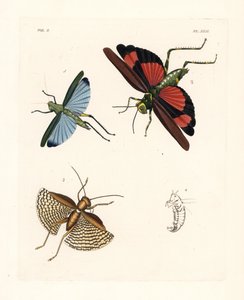 Eupropacris coeruleus 蚱蜢 1、Chromacris miles 2 和 Gryllacris tessellata 3。约翰-韦斯特伍德（John O. Westwood）新版德鲁-德鲁里（Dru Drury）《外来昆虫学插图》中的手绘石版画，伦敦博恩出版社 作者 未知艺术家