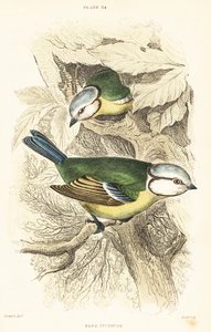欧亚蓝山雀 Cyanistes caeruleus.1889（雕刻） 作者 未知艺术家