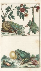 欧洲和意大利的青蛙 - 强水》，作者戈特利布-托比亚斯-威廉（1758-1811 年），选自《自然历史百科全书》：两栖动物 作者 未知艺术家