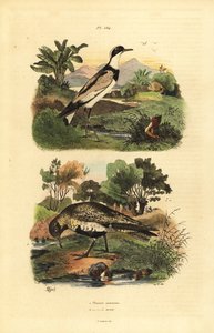 欧洲金鸻 Pluvialis apricaria 和环斑鸻 Charadrius hiaticula 作者 不明