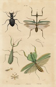 欧洲螳螂，Mantis religiosa 1，叶螳螂，Choeradodis rhomboidea 2，虎甲虫，Manticora latipennis 3，螳螂虫，Mantispa styriaca 4 作者 不明