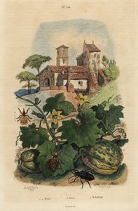 European oil beetle, Meloe proscarabaeus 1,2, melon de Honfleur, Cucumis melo 3, and sheep ked, Melophagus ovinus 4 作者 不明