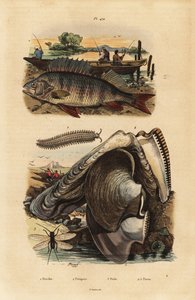 欧洲鲈鱼，Perca fluviatilis 1，天鹅绒虫，Peripatus iuliformis 2，草蜻蛉，Perla marginata 3，和珍珠牡蛎，Isognomon isognomum 4。Perche, Peripate, Perle, Perne 作者 不明