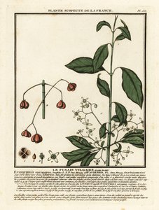 欧洲纺锤体，Euonymus europaeus。 作者 未知艺术家