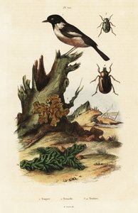 欧洲石甲虫、黄脑甲虫和圣甲虫。 作者 未知艺术家