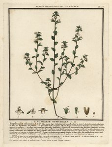 Eyebright, Euphrasia rostkoviana. 作者 未知艺术家