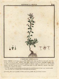 仙人掌，Erinus alpinus。 作者 未知艺术家