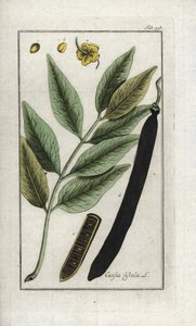 假角豆树、假角豆树、金雨或罐头花（Cassia fistula）。石版画，选自约翰内斯-佐恩（1739-1799 年）的 "Afbeelding der Artseny-Gewassen"，荷兰 作者 未知艺术家