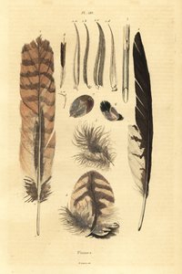 Feathers, plumes, bird anatomy 作者 不明