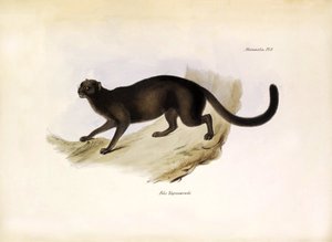 Felis Yagouarondi Jaguarondi 或 eyra 或水獭猫，查尔斯-达尔文在贝格尔号探险期间描述的美洲猫科动物。约翰-古尔德描述的比格尔号航程中的动物学，以及查尔斯-达尔文对其习性的描述。 作者 未知艺术家