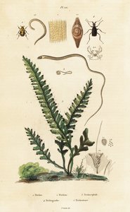 蕨类、蜂甲虫和蛔虫。 作者 未知艺术家