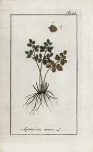 墙壁上的蕨类植物或墙壁上的蕨类植物街（Asplenium ruta muraria）。石版画，选自约翰内斯-佐恩（1739-1799 年）的 "Afbeelding der Artseny-Gewassen"，荷兰 作者 未知艺术家