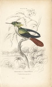 Festive coquette, Lophornis chalybeus (Vieillot