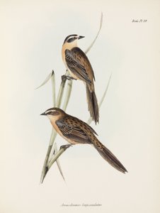 雀鸟，约 1832-1836 年 作者 未知艺术家