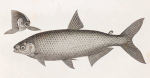 鱼。恰拉肯（Le Characin 作者 不明