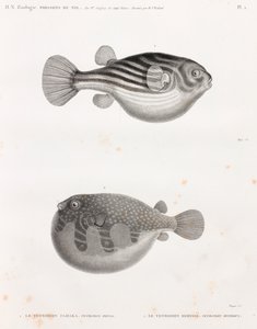 鱼类: Tetrodon 作者 不明