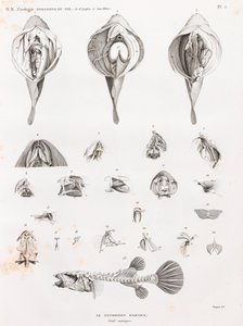 鱼：河豚，解剖学 作者 不明