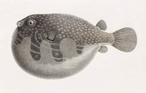 鱼类：Tetrodon，特写 作者 不明