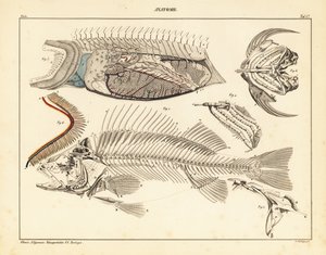 显示骨骼、鳃等的鱼类解剖图，1841 年（石版画） 作者 未知艺术家