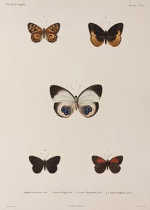 新几内亚的五只蝴蝶 作者 不明