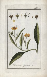 火焰毛茛或小沼泽或小火焰（Ranunculus flammula）。石版画，选自约翰内斯-佐恩（1739-1799 年）的 "Afbeelding der Artseny-Gewassen"，荷兰 作者 未知艺术家
