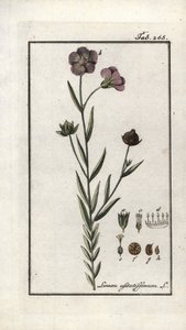 亚麻籽（Linum usitatissimum）。石版画，选自约翰内斯-佐恩（1739-1799 年）的 "Afbeelding der Artseny-Gewassen"，荷兰 作者 未知艺术家