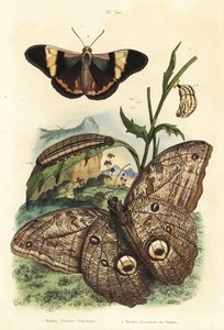 森林巨鸮蝶，Caligo eurilochus 1和Brassolis sophorae蝴蝶，蛹和毛虫2 作者 不明