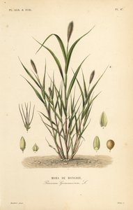 狐尾小米或意大利小米，Setaria italica, Panicum germanicum, Moha de Hongrie 作者 不明