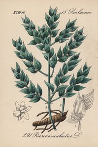 弗拉贡假冬青或小冬青--屠夫扫帚，Ruscus aculeatus。Diederich von Schlechtendal 的《德国植物》（Flora von Deutschland）中的手工彩色石版画，耶拿 作者 未知艺术家