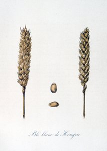 法国 19 世纪玉米穗插图 作者 未知艺术家