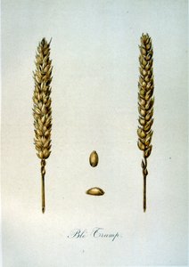 法国 19 世纪玉米穗插图 作者 未知艺术家