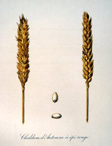 法国 19 世纪玉米穗插图 作者 未知艺术家