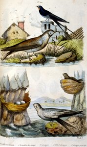 法文。彩色插图，约创作于 1884 年，描绘了河流和海岸鸟类。 作者 未知艺术家