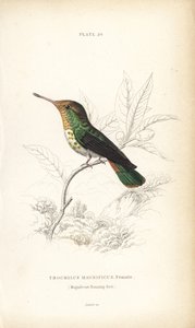 华丽蜂鸟，Lophornis magnificus，雌鸟（华丽蜂鸟，Trochilus magnificus）。William Lizars 的手绘钢板雕刻，选自 William Jardine 爵士的《博物学家图书馆》：鸟类学：蜂鸟，爱丁堡，W.H. Lizars 作者 未知艺术家