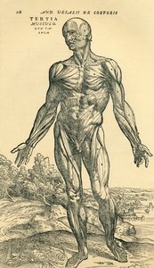 男性人体正面，一项解剖研究，最初发表于 De Humani Corporis Fabrica Libri Septem（关于人体结构的七本书），由 Andreas Vesalius 出版，巴塞尔出版 作者 不明