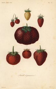 Fruits, fruits legumieres 作者 不明