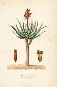 Fynbos aloe, Aloe succotrina, Aloes succotrin 作者 不明