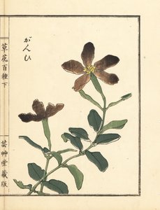 Ganpi 或捕蝇草，Lychnis species (silene) Kono Bairei 手工彩色木版画，选自 Kusa Bana Hyakushu（《百花图》）。 作者 未知艺术家