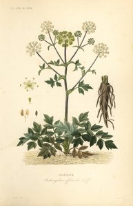花园当归或野芹菜、当归、当归、当归 作者 不明