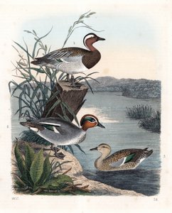 Garganay - 夏凫 - Anas querquedula 1，和普通凫 - 冬凫 - Anas crecca，雄性 2 和雌性 3。卡尔-霍夫曼《世界之书》中的手工彩色石版画，斯图加特 作者 未知艺术家