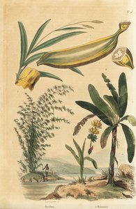 Giant thorny bamboo plant, Bambusa bambos (Bambos arundinacea) and banana tree with fruit and cross section, Musa paradisiaca 作者 不明