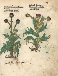 大蓟（Cynara cardunculus var. scolymus）和野蓟（Carduus sylvestris）。亚当-隆尼克（Adam Lonicer）的《草药手册》（Krauterbuch，或 Herbal，法兰克福）中植物插图的手工彩色木刻版画。 作者 未知艺术家