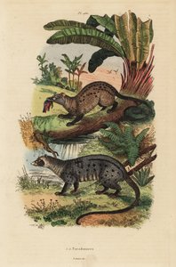 Golden palm civet, Paradoxurus zeylonensis 1 and Asian palm civet, Paradoxurus hermaphroditus 2 作者 不明