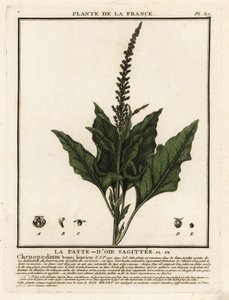 Good-King-Henry, Chenopodium bonus-henricus. 作者 未知艺术家