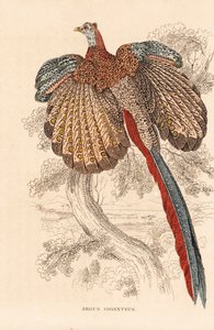 大箭尾雉，Argusianus argus (Argus giganteus)。Georg Friedrich Treitschke 的自然历史画廊（位于 Liepzig 的 Naturhistorischer Bildersaal des Thierreiches）的手工彩色石版画。 作者 未知艺术家
