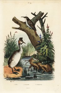 Great creded grebe、Podiceps cristatus 1、绿蛙、Pelophylax esculentus 2 和欧亚爬山虎、Certhiafamiliais 3 作者 不明