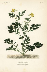 大白菜, Chelidonium majus, Chelidoine commune 作者 不明
