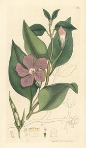 大长春花，Vinca major（大长春花） 根据詹姆斯-索尔比为詹姆斯-史密斯的《英国植物学》绘制的图画手工彩色铜版雕刻 作者 未知艺术家