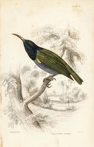 绿头太阳鸟（下几内亚），Cyanomitra verticalis cyanocephala（橄榄背太阳鸟，Cinnyris chloronotus）。William Lizars 根据 William Swainson 制作的手绘钢版画，选自 William Jardine 爵士的《博物学家图书馆》：鸟类学：鸟类 作者 未知艺术家